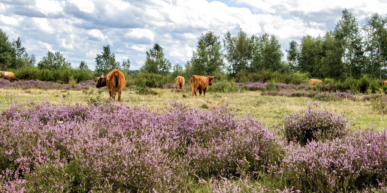 Cattle