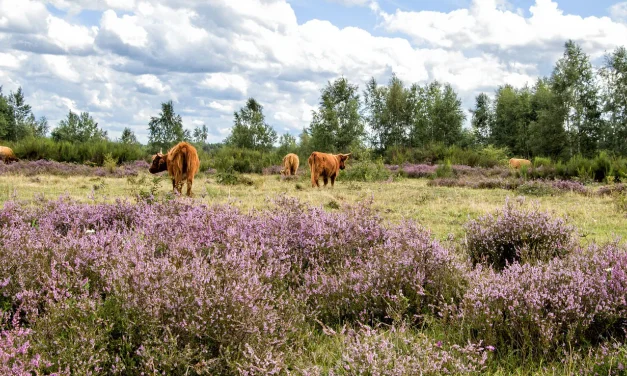Cattle