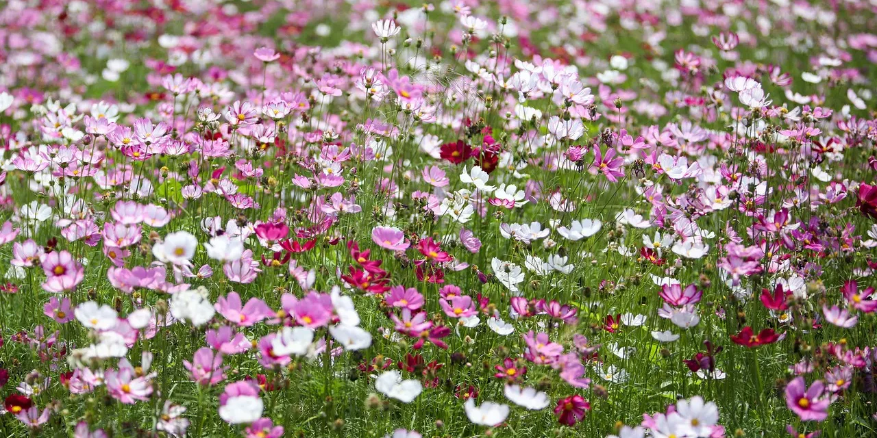 Cosmos Flowers