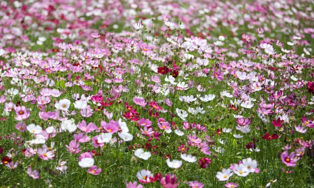 Cosmos Flowers